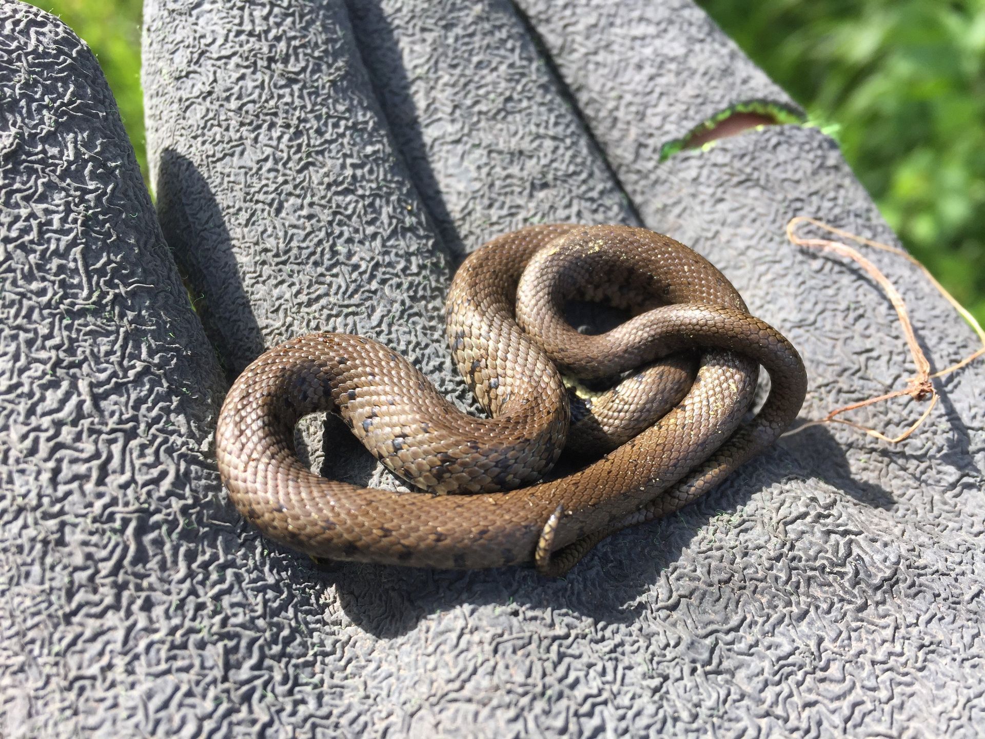 Reptiles and GCN Amphibians | Darwin Ecology Ltd